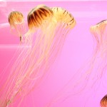 Jellyfish Shedd, jellies, shedd aquarium