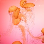 Jellyfish Shedd, jellies, shedd aquarium